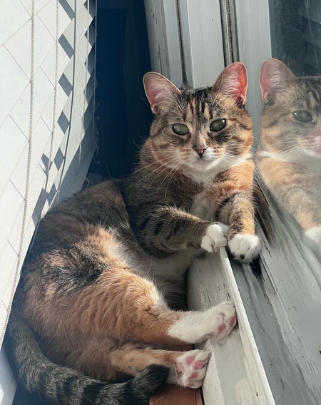 Entry image for Binx. Clicking this image will show a larger photo