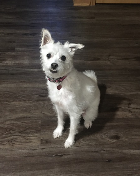 Entry image for Pepper. Clicking this image will show a larger photo