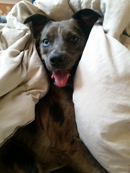 Entry image for Avery. Clicking this image will show a larger photo