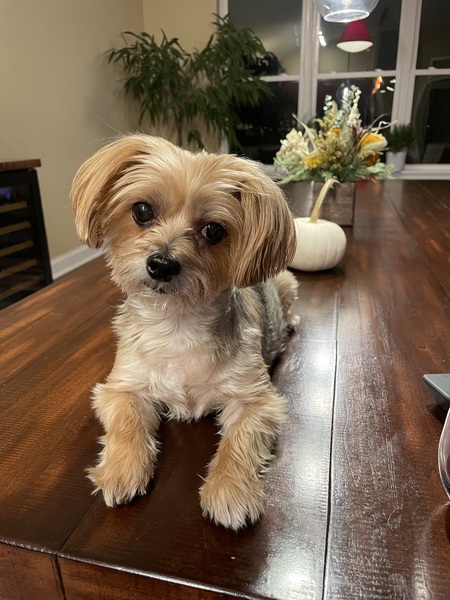 Entry image for Pepper. Clicking this image will show a larger photo