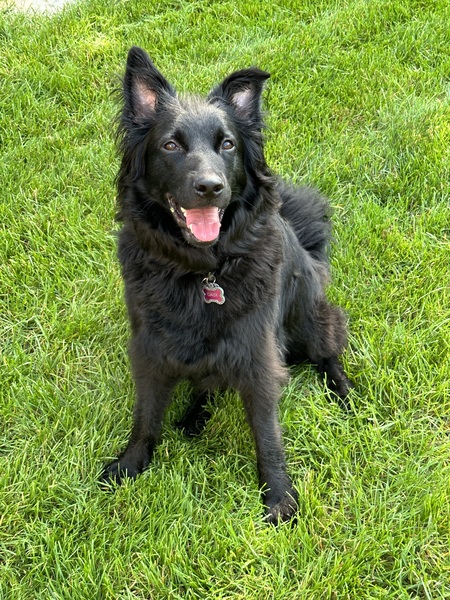 Entry image for Daisy. Clicking this image will show a larger photo