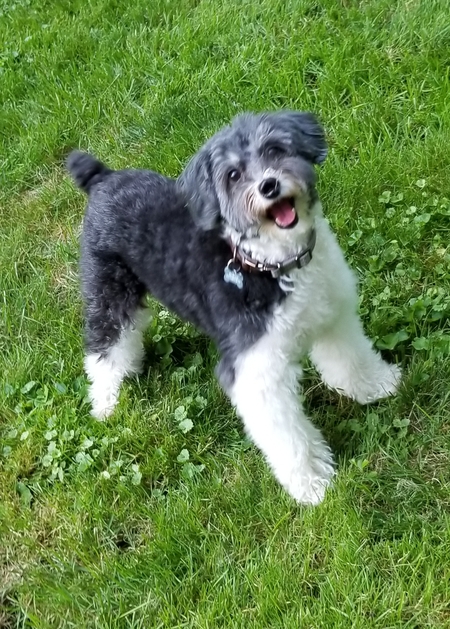 Entry image for Gilligan. Clicking this image will show a larger photo