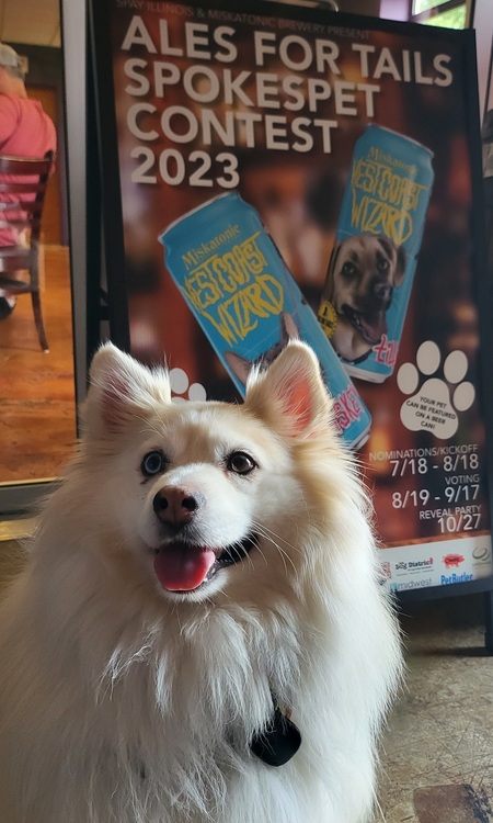 Entry image for Smoky. Clicking this image will show a larger photo