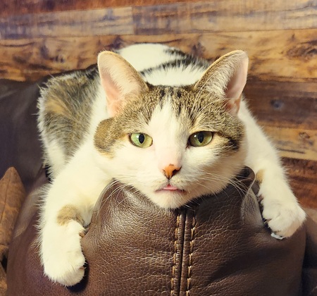 Entry image for Tilly Vanilli . Clicking this image will show a larger photo