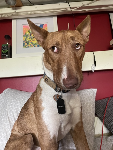 Entry image for Marzi "Mars". Clicking this image will show a larger photo