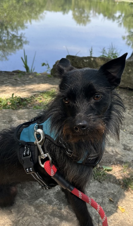 Entry image for Sampson. Clicking this image will show a larger photo