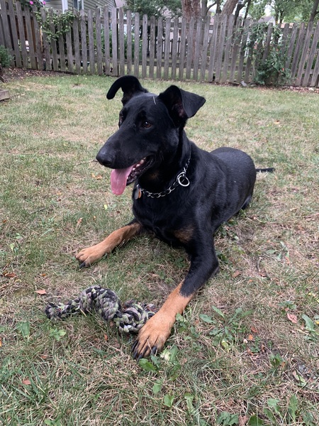 Entry image for Bogart. Clicking this image will show a larger photo