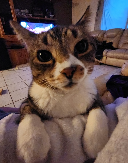 Entry image for Indy. Clicking this image will show a larger photo