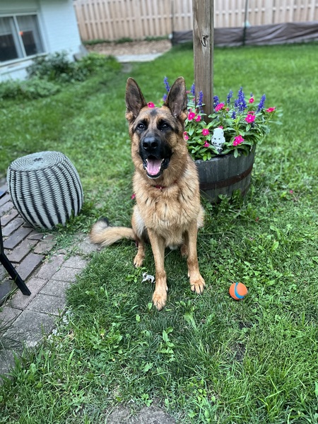 Entry image for Shaq. Clicking this image will show a larger photo