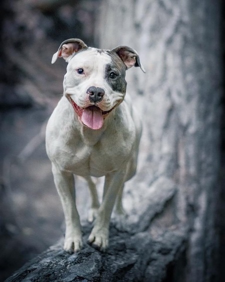 Entry image for Allie. Clicking this image will show a larger photo