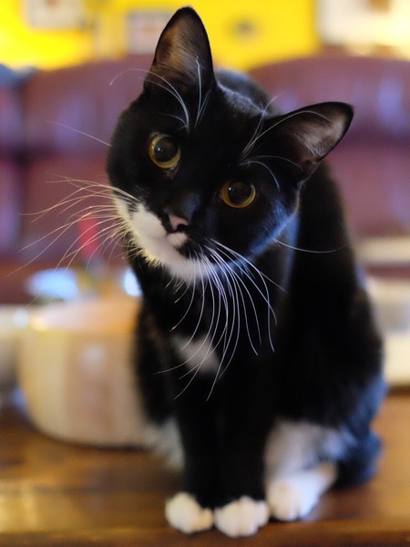 Entry image for Selene. Clicking this image will show a larger photo