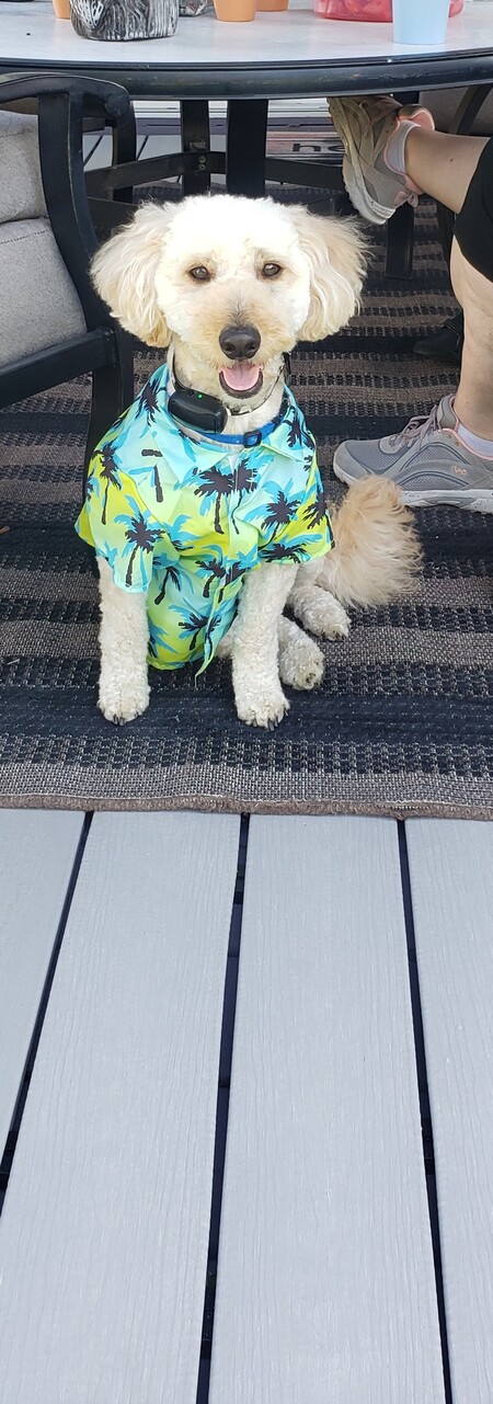 Entry image for Teddy. Clicking this image will show a larger photo