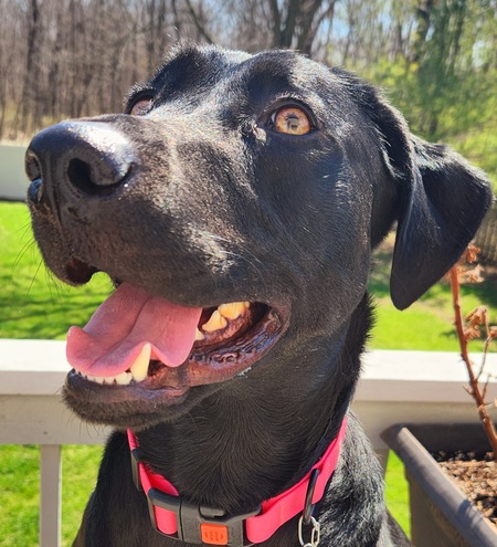 Bennington (Tonie)
