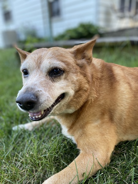 Entry image for Tucker ‘T-Bone’. Clicking this image will show a larger photo