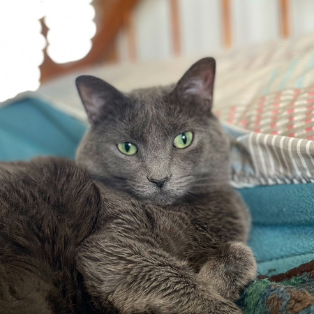 Ripley 