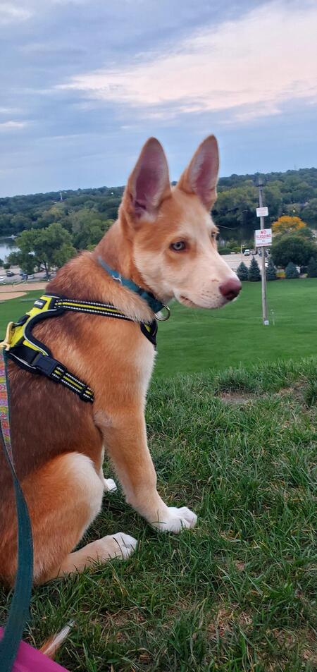 Entry image for Aalo. Clicking this image will show a larger photo