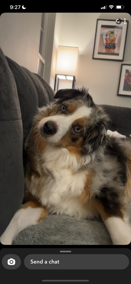 Entry image for Rocky . Clicking this image will show a larger photo