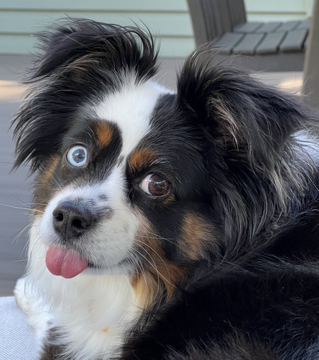 Entry image for Smokey. Clicking this image will show a larger photo