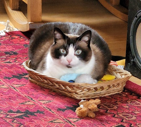 Entry image for Norman Greenbaum Kelly. Clicking this image will show a larger photo