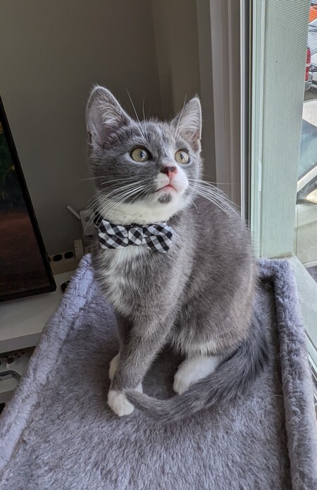 Entry image for Marshmallow . Clicking this image will show a larger photo