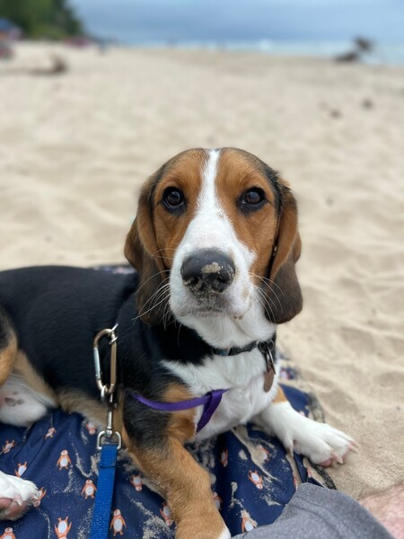 Entry image for Gus. Clicking this image will show a larger photo