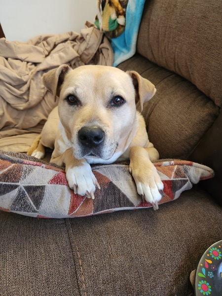 Entry image for Willow. Clicking this image will show a larger photo