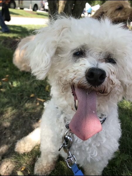 Entry image for Topaz (aka donut). Clicking this image will show a larger photo