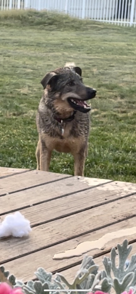 Entry image for Harriet. Clicking this image will show a larger photo