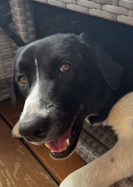 Freya (aka Goose)