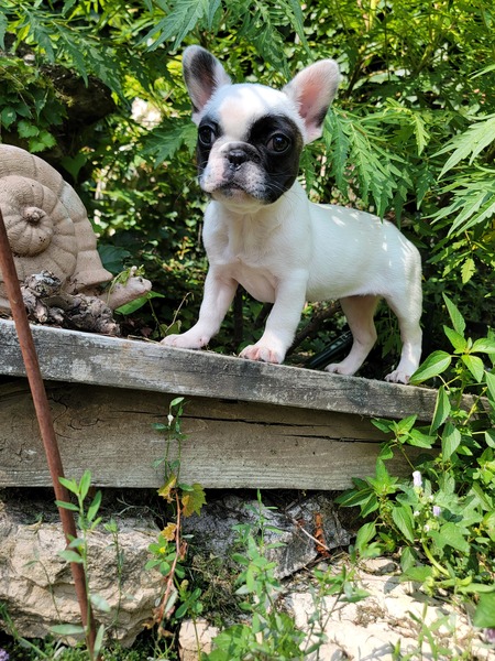 Entry image for Indie Princess. Clicking this image will show a larger photo