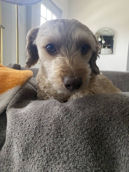 Gus