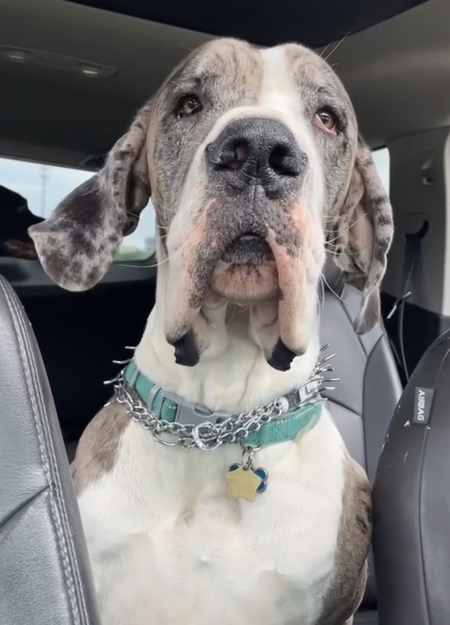 Entry image for Angus. Clicking this image will show a larger photo