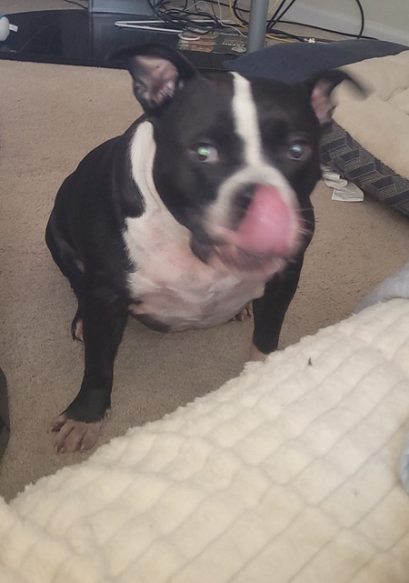 Bella