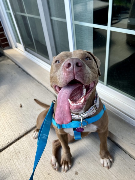 Entry image for Scarlett. Clicking this image will show a larger photo