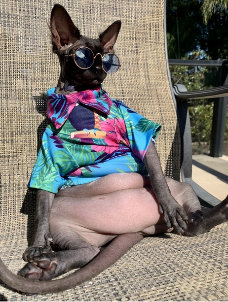 Entry image for LilyRose. Clicking this image will show a larger photo