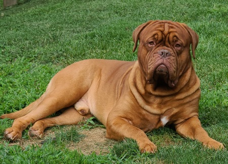 Entry image for Kekoa. Clicking this image will show a larger photo