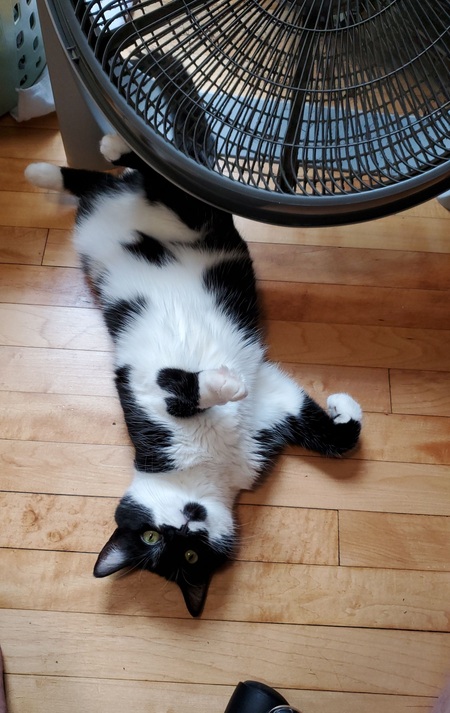 Entry image for Bean. Clicking this image will show a larger photo