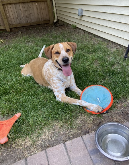 Entry image for Ginger. Clicking this image will show a larger photo