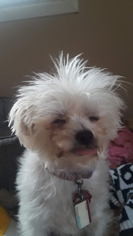 Entry image for Tinker. Clicking this image will show a larger photo