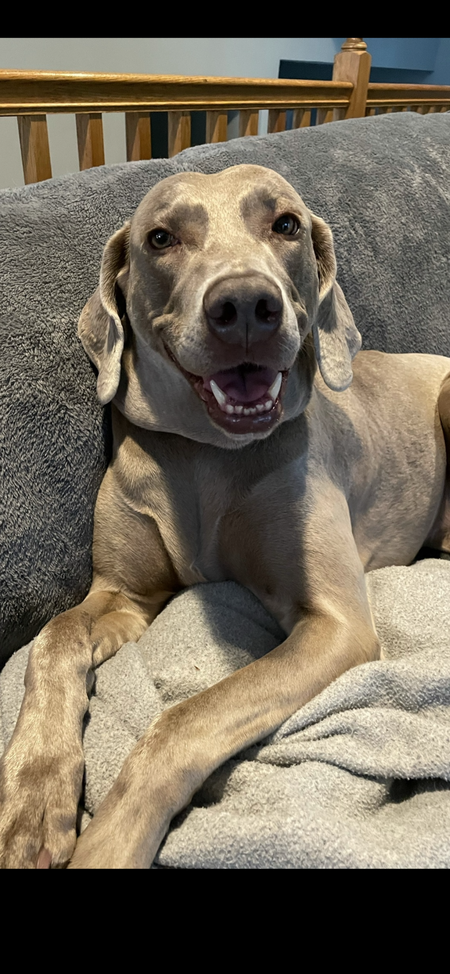 Entry image for Lilly. Clicking this image will show a larger photo