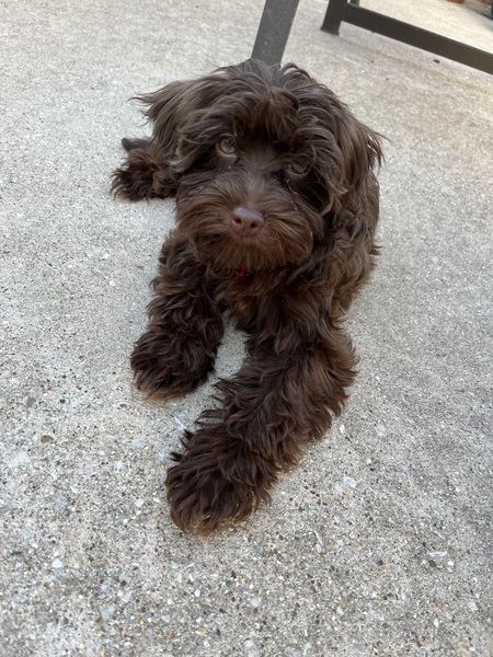 Entry image for Gravy Boat. Clicking this image will show a larger photo