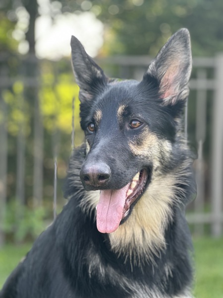 Butkus