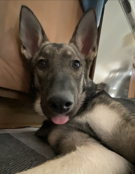 Entry image for Whiskey Chompers. Clicking this image will show a larger photo