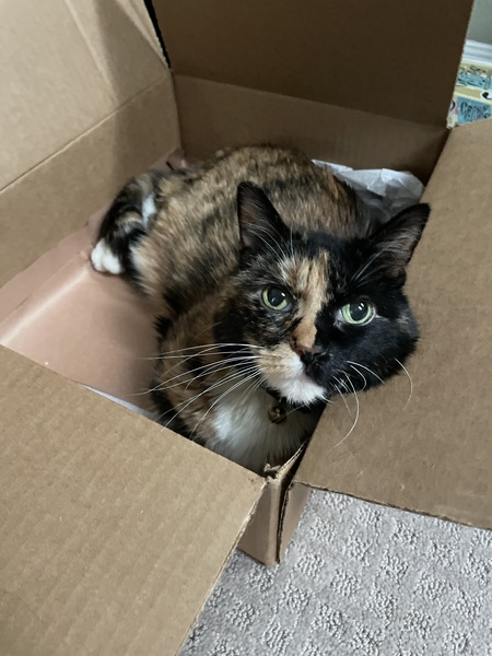 Entry image for Turtle. Clicking this image will show a larger photo