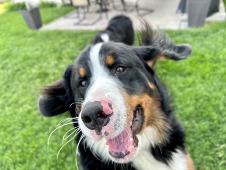 Entry image for Tiller. Clicking this image will show a larger photo