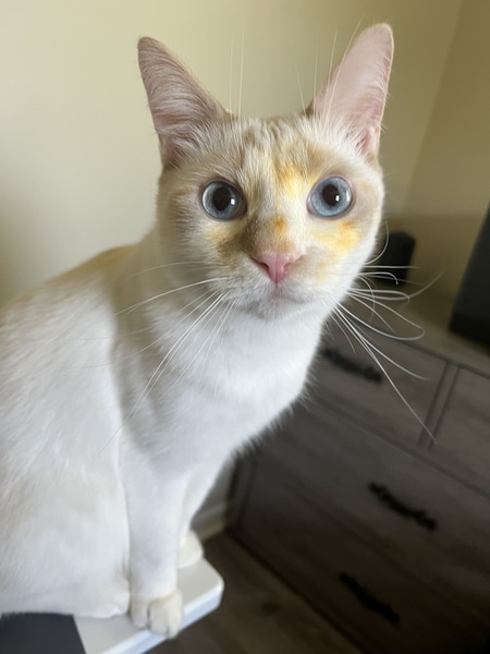 Entry image for Gilbert Adam . Clicking this image will show a larger photo