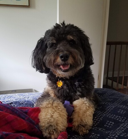 Entry image for Buckley. Clicking this image will show a larger photo