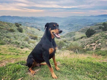 Entry image for Ace. Clicking this image will show a larger photo