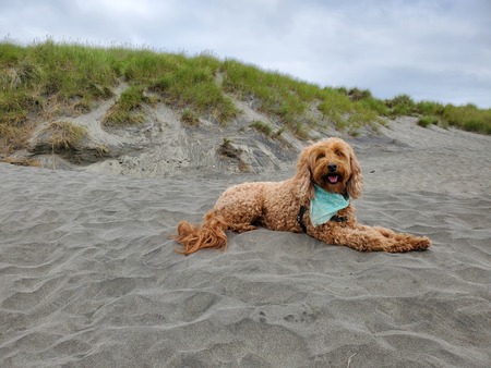 Ginger