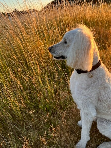 MILO